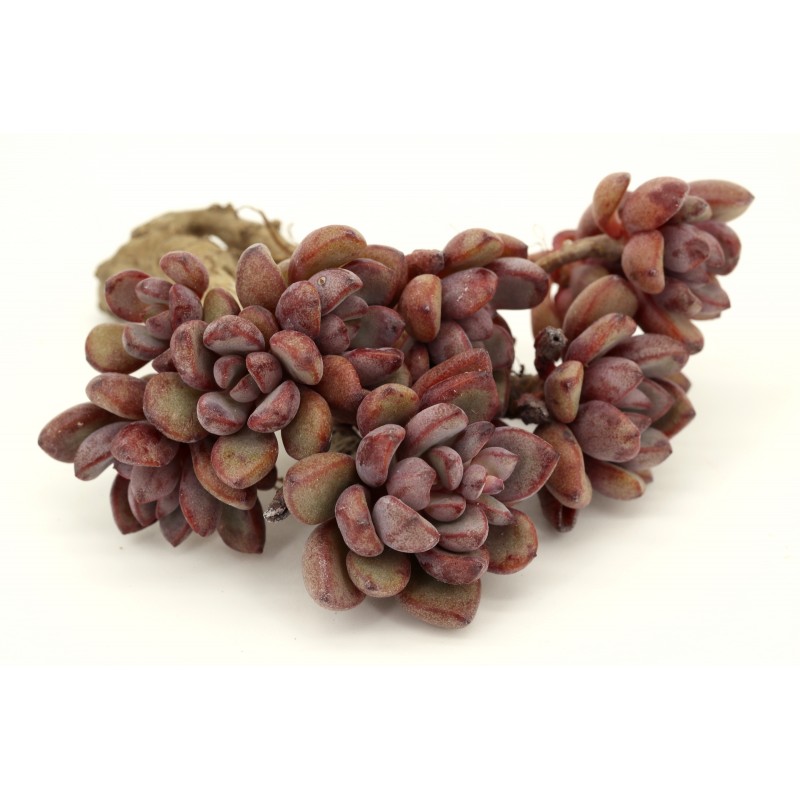 Graptoveria cv Purple Dream Graptoveria cv Purple Dream