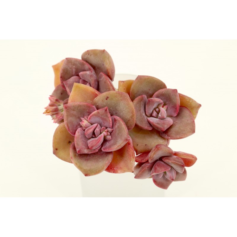Graptoveria 'Mrs. Richards' Graptoveria 'Mrs. Richards'