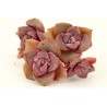 Graptoveria 'Mrs. Richards'