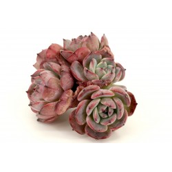 Echeveria 'Laulensis'