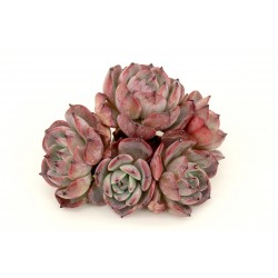 Echeveria 'Laulensis'