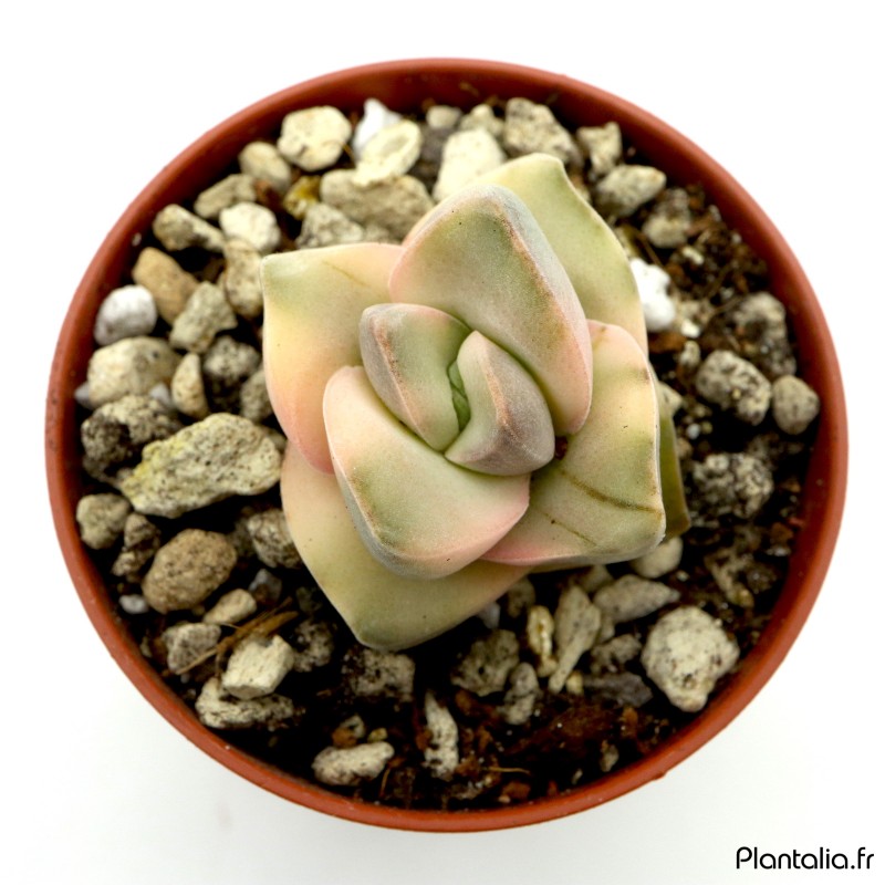 Crassula 'Moonglow' variegata Crassula 'Moonglow' variegata