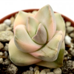 Crassula 'Moonglow' variegata