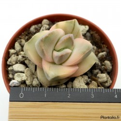 Crassula 'Moonglow' variegata