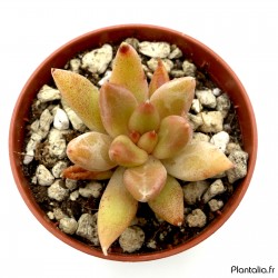 Echeveria tolimanensis