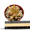 Echeveria tolimanensis