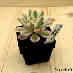 Lot de 100 Mini Etiquettes pour Plantes et Semis.