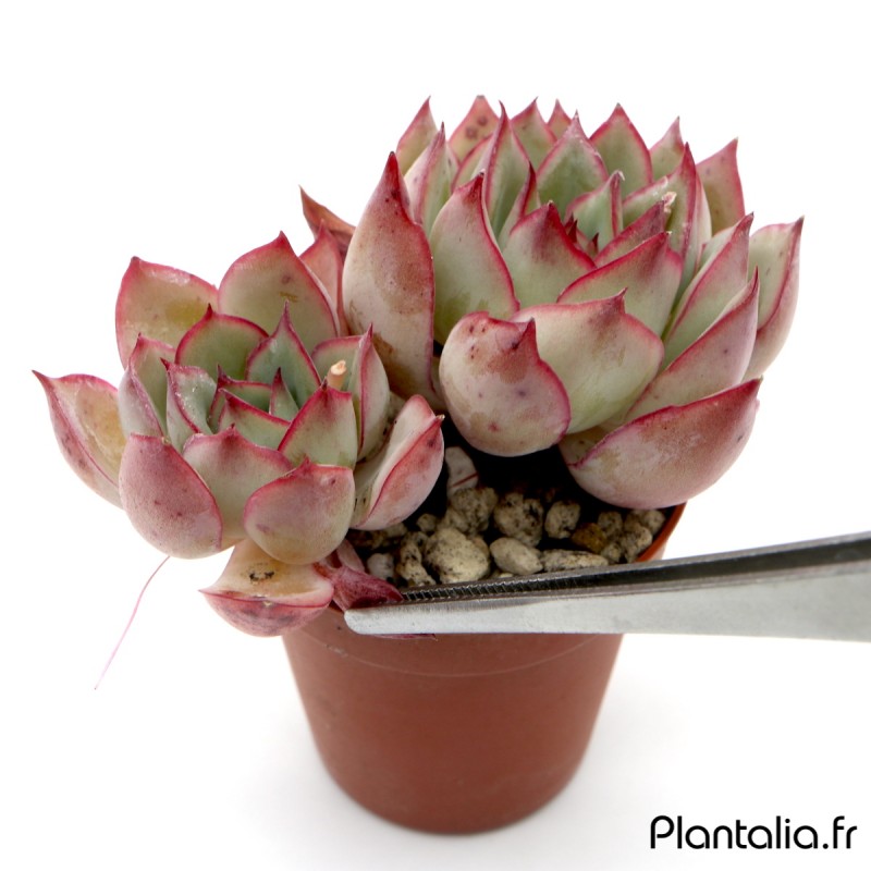 Pince 20cm pour plante Pince 20cm pour plante