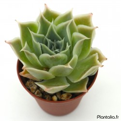 Echeveria simulans 'Ascension'