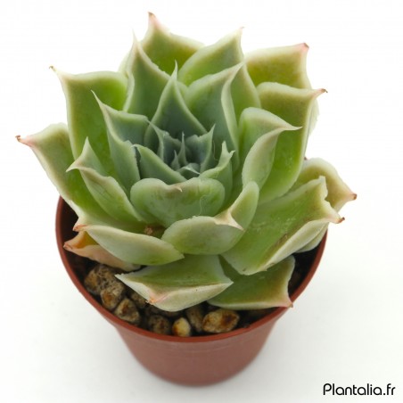 Echeveria simulans 'Ascension'