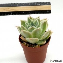 Echeveria simulans 'Ascension'