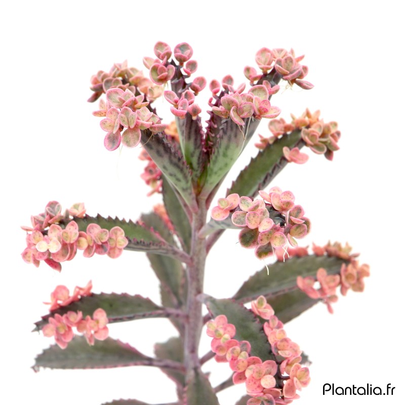 Kalanchoe ‘Pink Butterflies’ - Kalanchoe 'Houghton's Hybrid' Kalanchoe ‘Pink Butterflies’ - Kalanchoe 'Houghton's Hybrid'