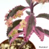 Kalanchoe ‘Pink Butterflies’ variegata - Double têtes - New 2019