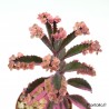 Kalanchoe ‘Pink Butterflies’ variegata - Double têtes - New 2019