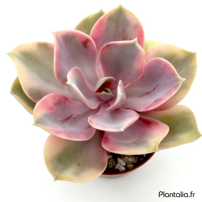 Echeveria 'Rainbow' Echeveria 'Rainbow'