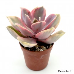 Echeveria 'Rainbow'