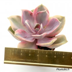 Echeveria 'Rainbow'