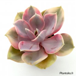 Echeveria 'Rainbow'