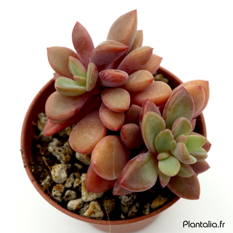 Echeveria 'Rezry' Echeveria 'Rezry'