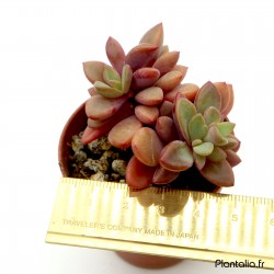 Echeveria 'Rezry'