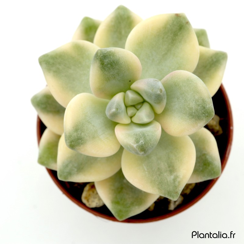 Graptoveria titubans 'Variegated'