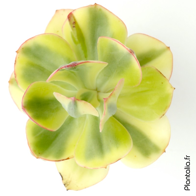 Echeveria 'Angpang' variegata Echeveria 'Angpang' variegata