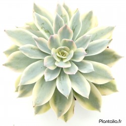 Echeveria subsessilis 'Variegata'