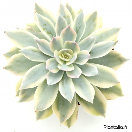 Echeveria subsessilis 'Variegata'