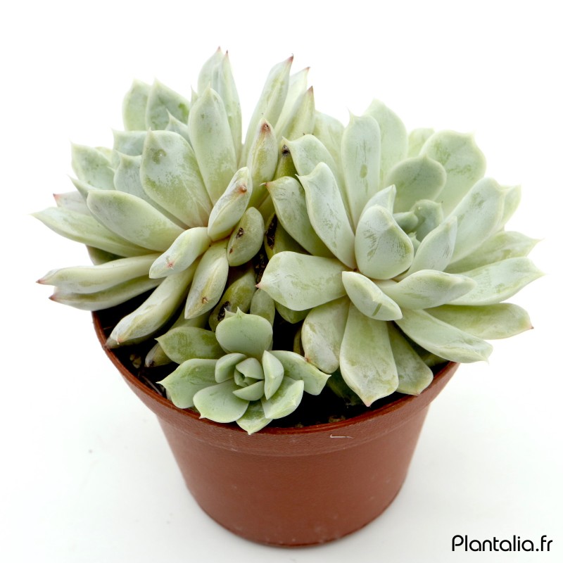 Echeveria 'Mary Bell' - 9 cm Echeveria 'Mary Bell' - 9 cm