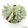 Echeveria 'Mary Bell' - 9 cm