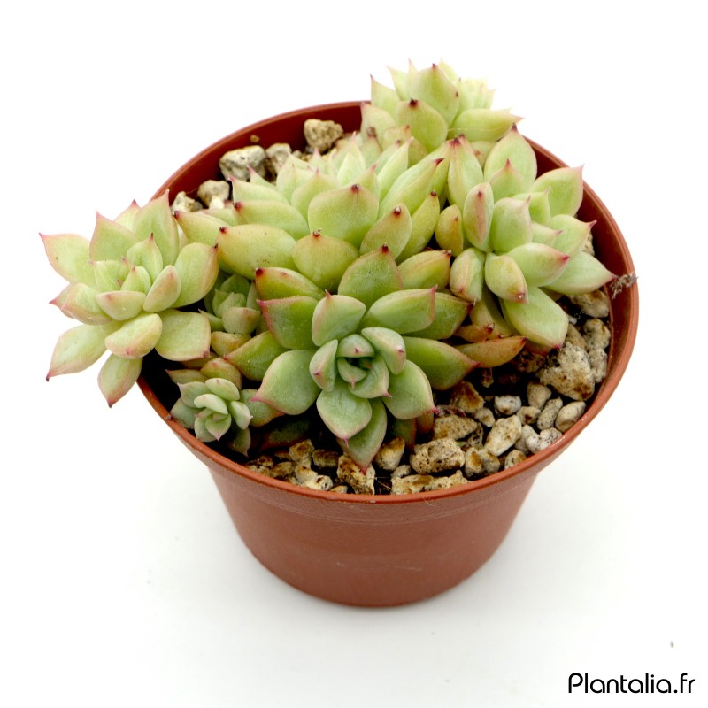 Echeveria 'Mebina' Echeveria 'Mebina'