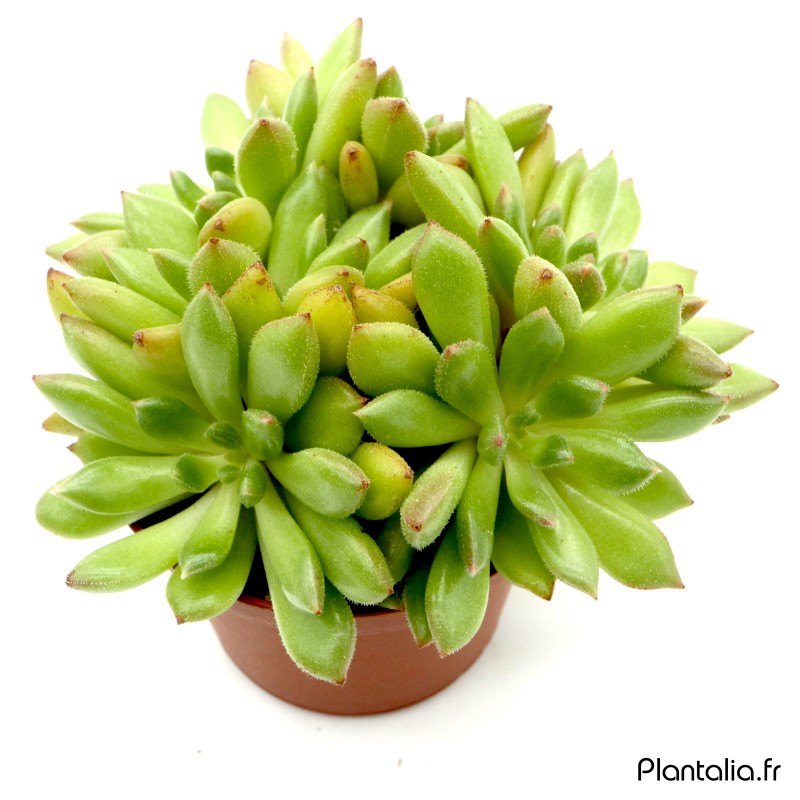 Echeveria 'Frida Kahlo' Echeveria 'Frida Kahlo'
