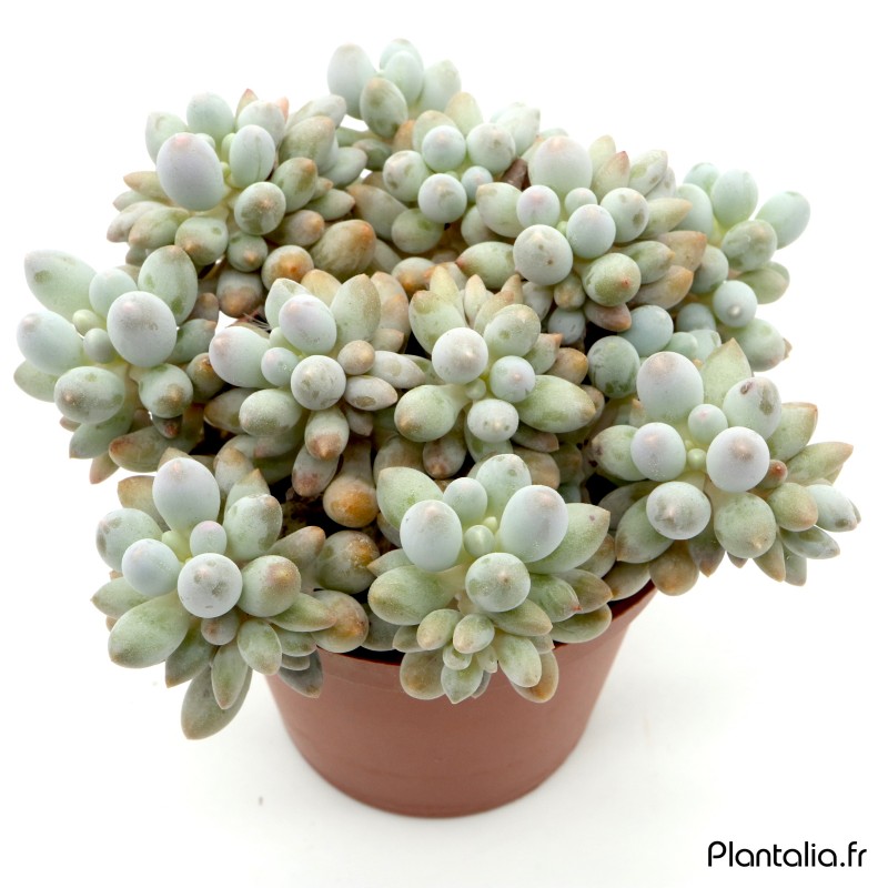 Pachyphytum 'Machucae' (baby finger)