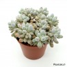 Pachyphytum 'Machucae' (baby finger) - 10 cm